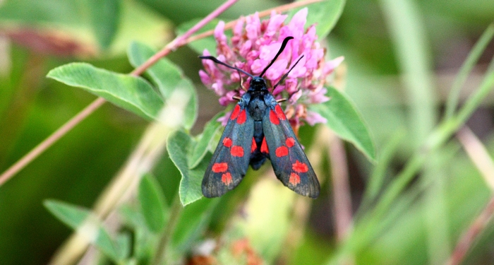 Zygaena filipendulae???